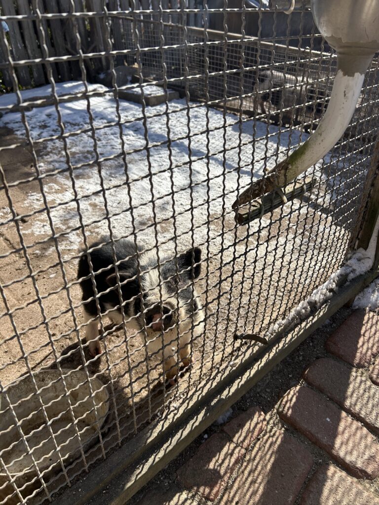 용인곤충테마파크 동물농장 돼지