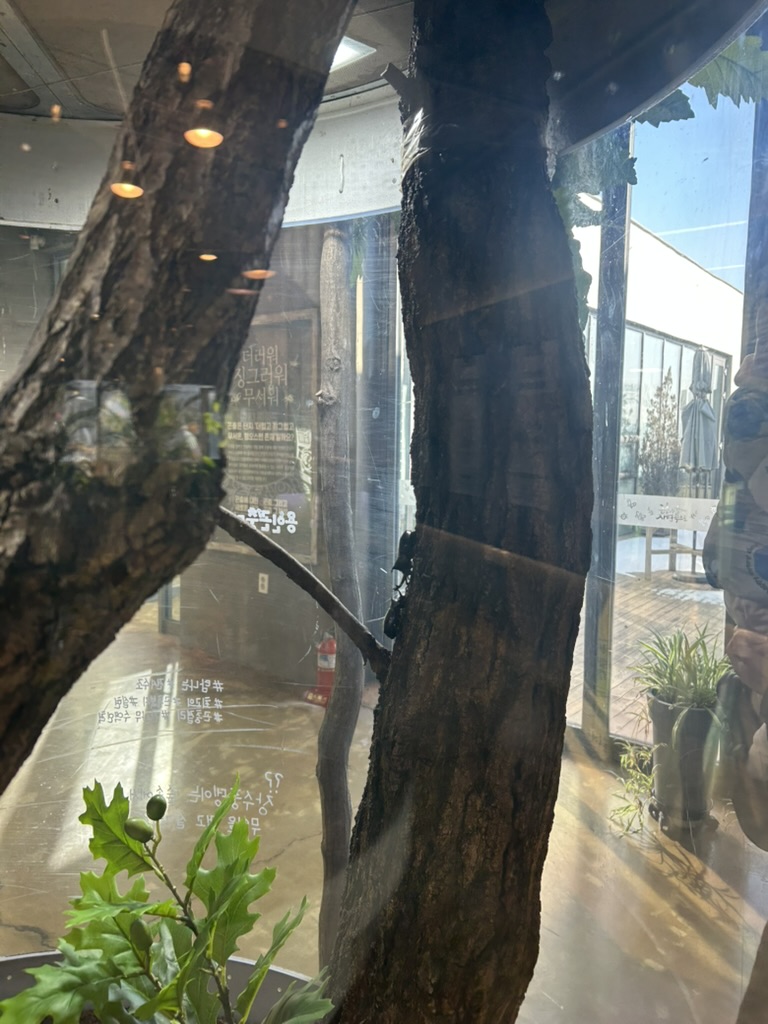 용인곤충테마파크 박물관 장수풍뎅이