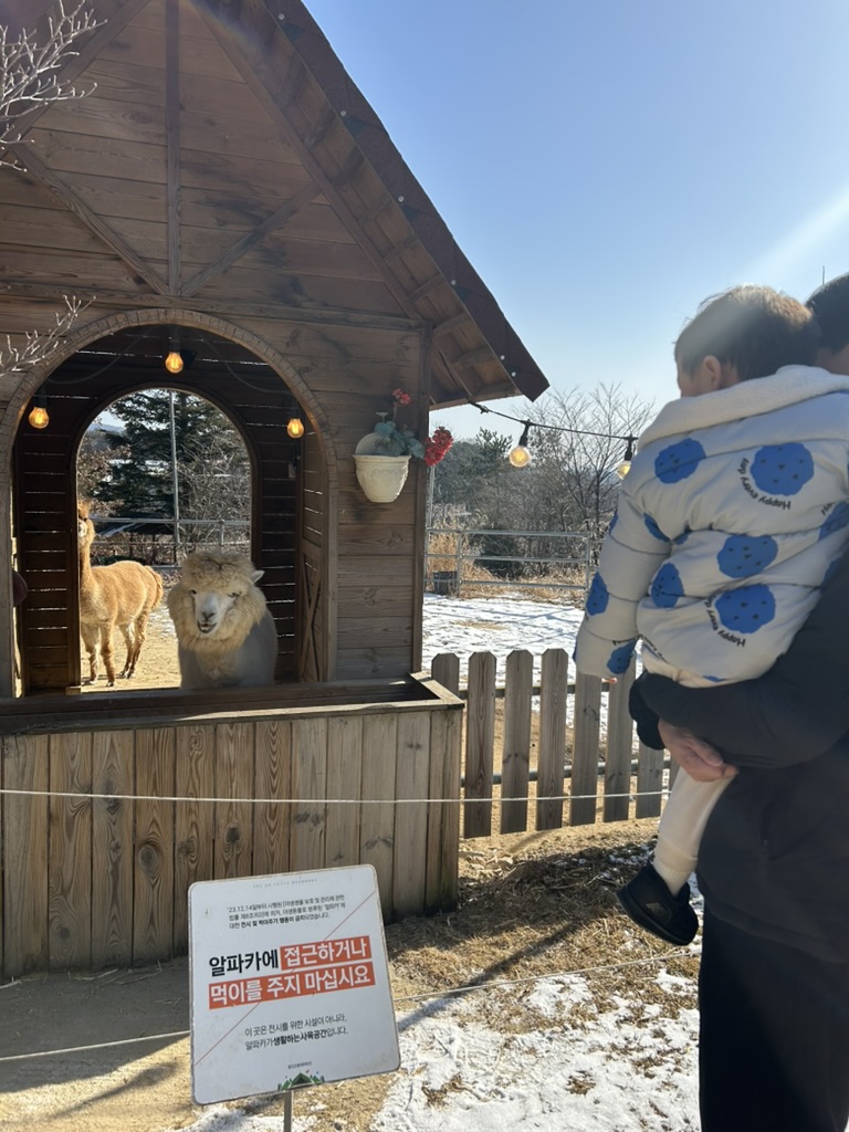 용인곤충테마파크 동물농장 알파카