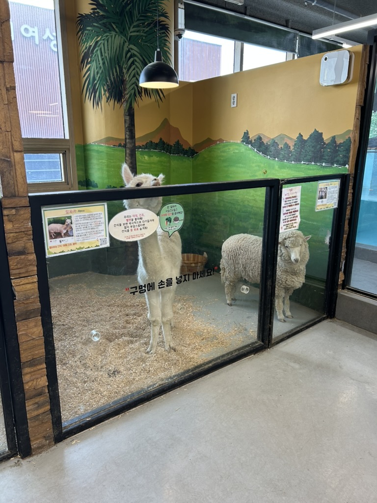 중형 동물존 알파카와 양