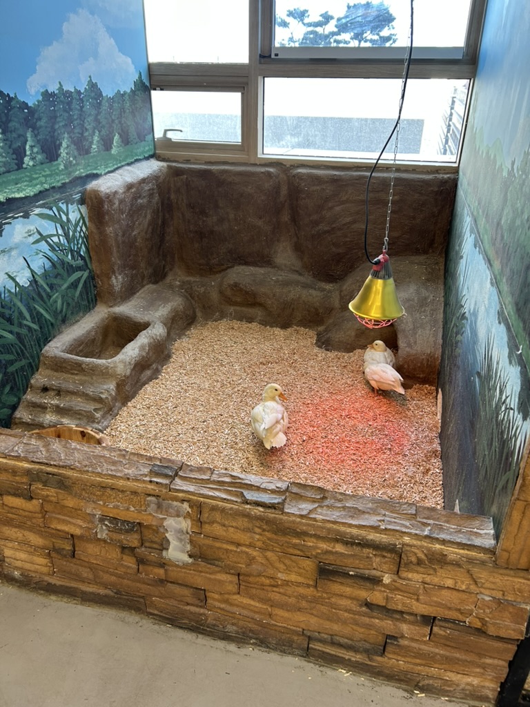 중형 동물존 오리